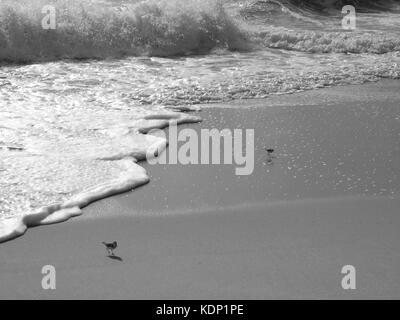 Sandpipers presso il Jersey Shore, NJ in esecuzione lungo la sabbia in mattina presto. Foto Stock