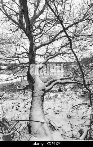 Fotografia in bianco e nero di albero solitario coperto di neve nella Foresta di Sherwood Inghilterra Foto Stock
