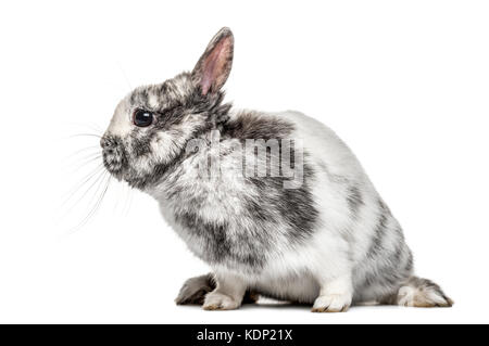 Il bianco e il grigio coniglio nano, isolato su bianco Foto Stock