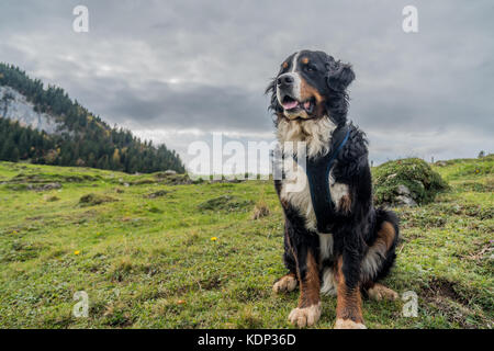 Bel maschio Bovaro del Bernese nella regione Appenzell delle alpi svizzere Foto Stock