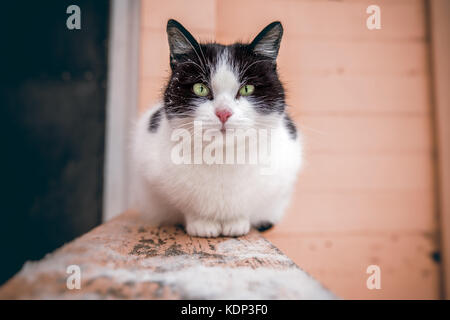 Un grande bianco e nero gatto con gli occhi verdi è seduto sul corrimano delle scale all'ingresso della casa e guarda nel telaio. close-up. b Foto Stock