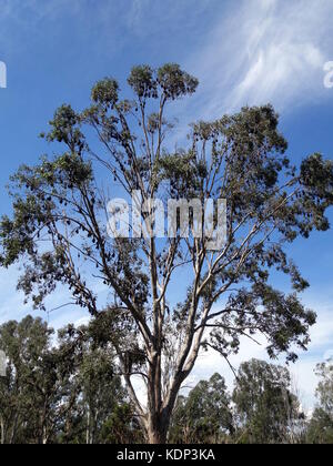 Un albero pieno di pipistrelli della frutta lungo la strada nel Queensland, Australia Foto Stock