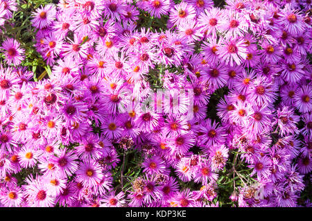 Fiori di Symphyotrichum novae-angliae "Brunswick', o Michaelmas daisy. Foto Stock