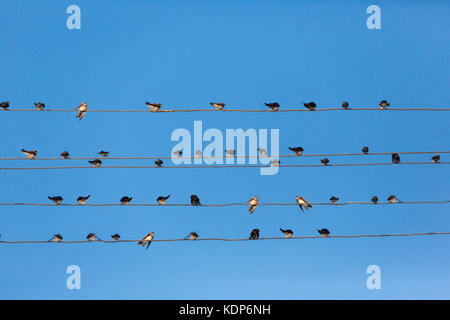 Gli uccelli sono seduti su un filo Foto Stock