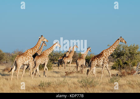 Giraffe (Giraffa camelopardalis) in habitat naturale, il Parco Nazionale di Etosha, Namibia Foto Stock