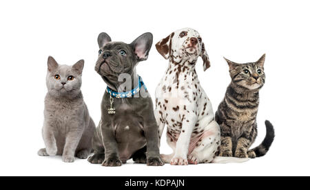 Gruppo di gattini e cuccioli seduta, isolato su bianco Foto Stock