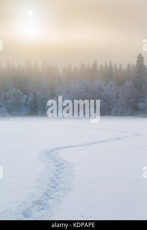 Nebbia fredda nel paesaggio forestale con Orme nella neve Foto Stock