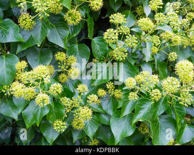 Impianto di edera Hedera con fiori che sbocciano in ottobre in North Yorkshire, Inghilterra Foto Stock