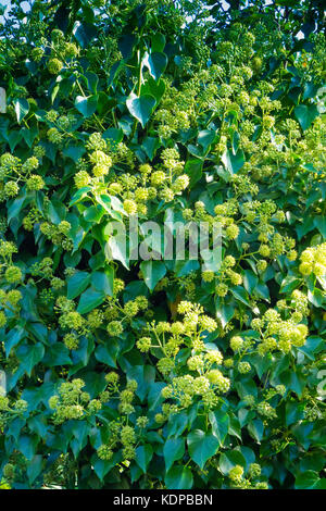 Impianto di edera Heera con fiori che sbocciano in ottobre in North Yorkshire, Inghilterra Foto Stock