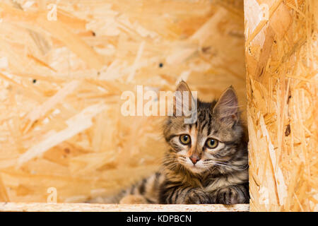 Gattino di razza kurilian bobtail Foto Stock