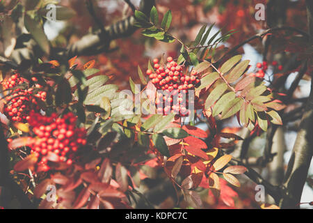 Luminose rowan bacche.autunno. Cadere scena. bellezza natura scena alberi e foglie. natura sfondo. il fuoco selettivo. Foto Stock