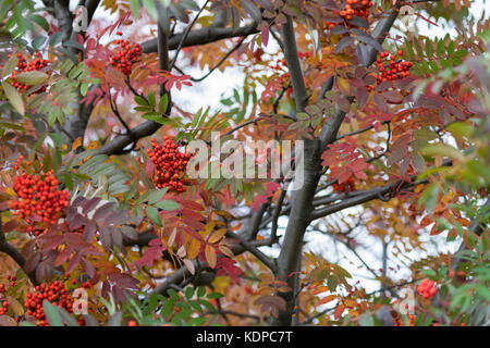Luminose rowan bacche.autunno. Cadere scena. bellezza natura scena alberi e foglie. natura sfondo. il fuoco selettivo. Foto Stock
