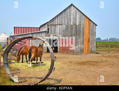 Cavalli nella parte anteriore del vecchio fienile spiovente Foto Stock
