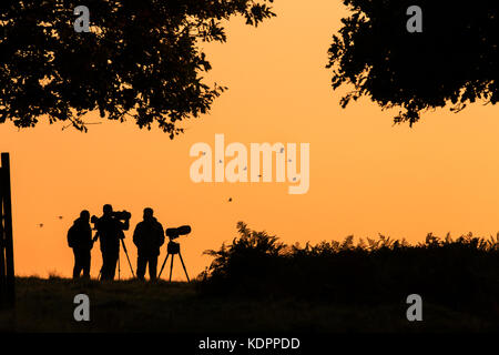 Londra, Regno Unito. 15 ottobre, 2017. parrocchetti volare oltre come fotografi attendere il sorgere del sole a Richmond Park, Londra, autunno domenica mattina credito: amanda rose/alamy live news Foto Stock