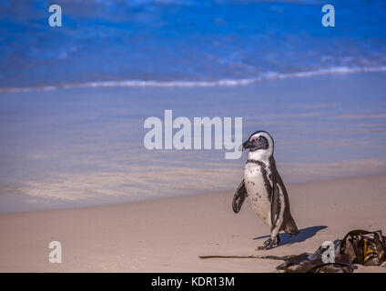 I Penguins africani aka Spheniscus demersus presso la famosa spiaggia boulders simons città vicino a Città del Capo in Sud Africa Foto Stock