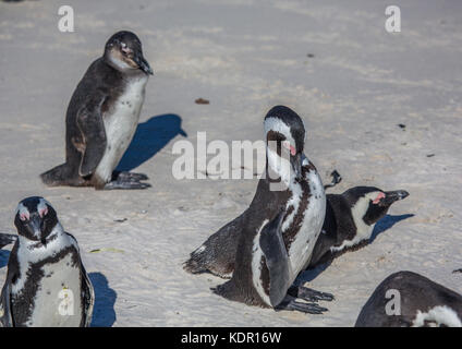 I Penguins africani aka Spheniscus demersus presso la famosa spiaggia boulders simons città vicino a Città del Capo in Sud Africa Foto Stock