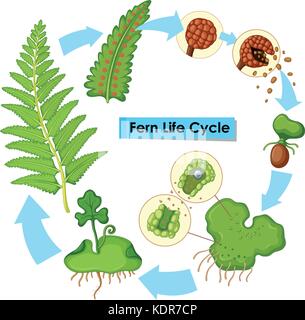 Diagramma che mostra la vita di felce illustrazione del ciclo Illustrazione Vettoriale