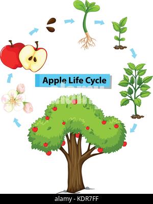 Diagramma del ciclo di vita di illustrazione di Apple Illustrazione Vettoriale