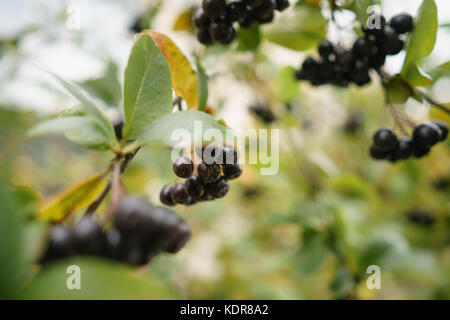 Bacche di aronia su albero in autunno Foto Stock