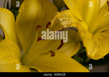 Close up giglio giallo fiore Foto Stock