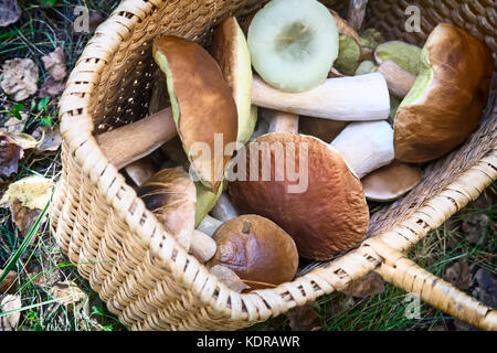 In una radura nel bosco grande cesto di vimini con una varietà di raccolte di funghi di bosco. Foto Stock
