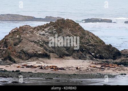 Colony o harem di leoni di mare sulla spiaggia di Oregon Foto Stock