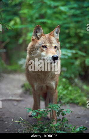 Legname caccia al lupo nella foresta Foto Stock