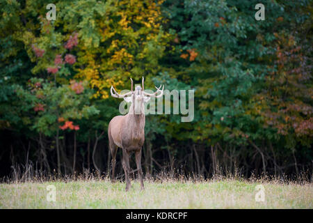 Ritratto di maestose potente adulto Red Deer stag nell'ambiente naturale Foto Stock