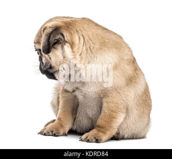 Pug cucciolo seduta, guardando indietro, isolato su bianco Foto Stock