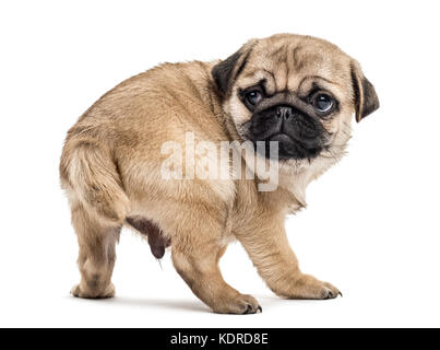 Pug cucciolo in piedi, guardando indietro, isolato su bianco Foto Stock