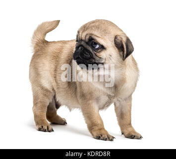 Pug cucciolo in piedi, guardando indietro, isolato su bianco Foto Stock