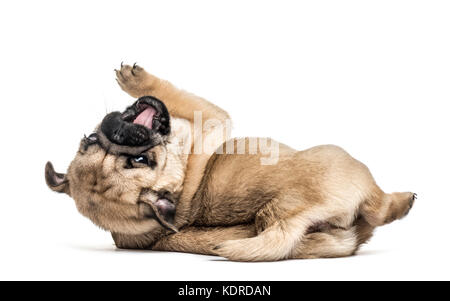 Pug cucciolo giocando, isolato su bianco Foto Stock