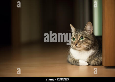 Green-eyed tabby cat seduto sul pavimento piatto. spazio copia Foto Stock