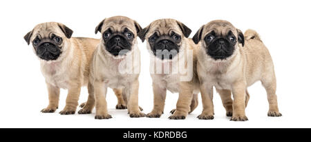 Quattro pug cuccioli, isolato su bianco Foto Stock