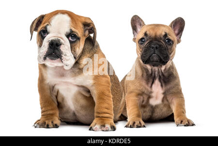 Bulldog cuccioli seduta, isolato su bianco Foto Stock