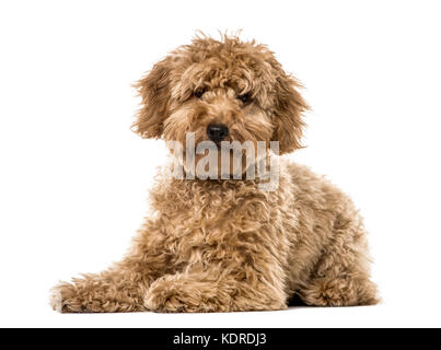 Barboncino cucciolo sdraiato, isolato su bianco Foto Stock