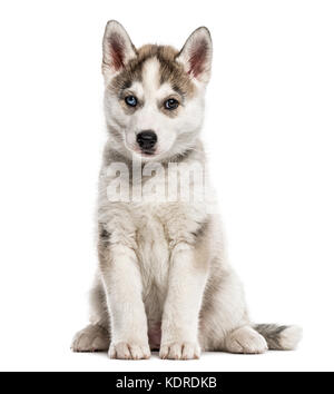 Siberian Husky cucciolo seduta, isolato su bianco Foto Stock
