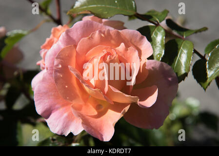 colore rosa è aumentato Foto Stock