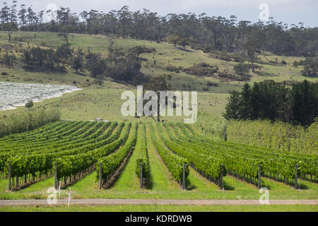 Vigneti a Devil's Corner vigneto, Tasmania Foto Stock