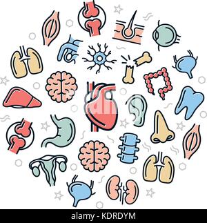 Organi del vettore e anatomia le icone colorate nel cerchio design concept. illustrazione per presentazioni su sfondo bianco Illustrazione Vettoriale