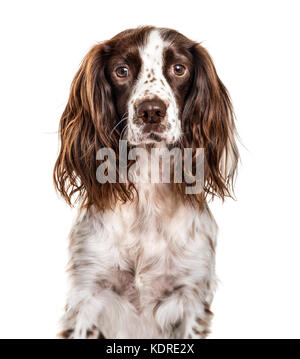 Close-up di english springer spaniel, isolato su bianco Foto Stock