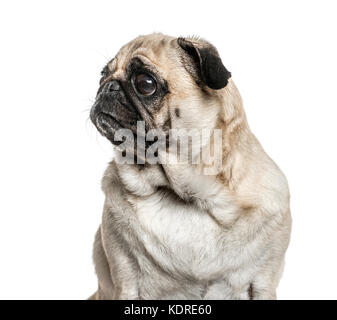 Close-up di un pug guardando lontano, isolato su bianco Foto Stock