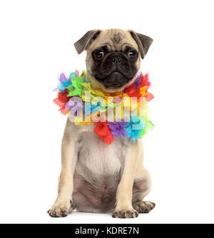 Pug seduta indossa una ghirlanda di Hawaiian, isolato su bianco Foto Stock