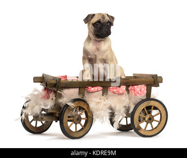 Pug in un carrello di legno con cuscino e piume, isolato su bianco Foto Stock