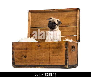 Pug seduta in una cassa di legno, isolato su bianco Foto Stock