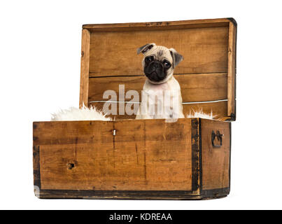 Pug seduta in una cassa di legno, isolato su bianco Foto Stock