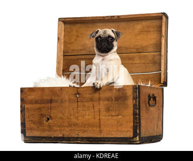 Pug seduta in una cassa di legno, isolato su bianco Foto Stock