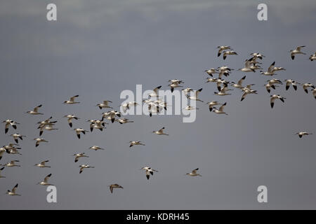 Avocet colony Recurvirostra avosetta in volo sopra una laguna costiera nel Norfolk Foto Stock