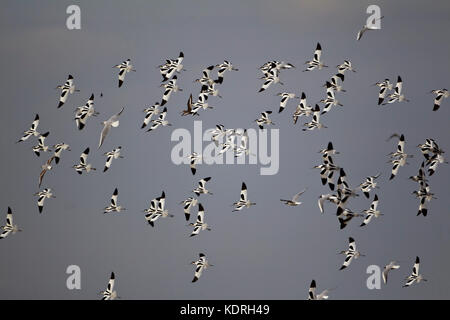 Avocet colony Recurvirostra avosetta in volo sopra una laguna costiera nel Norfolk Foto Stock