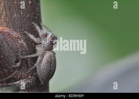 Jumping spider (undescribed), Townsville, Queensland, Australia Foto Stock